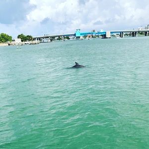 Meet your Posher, Brayden